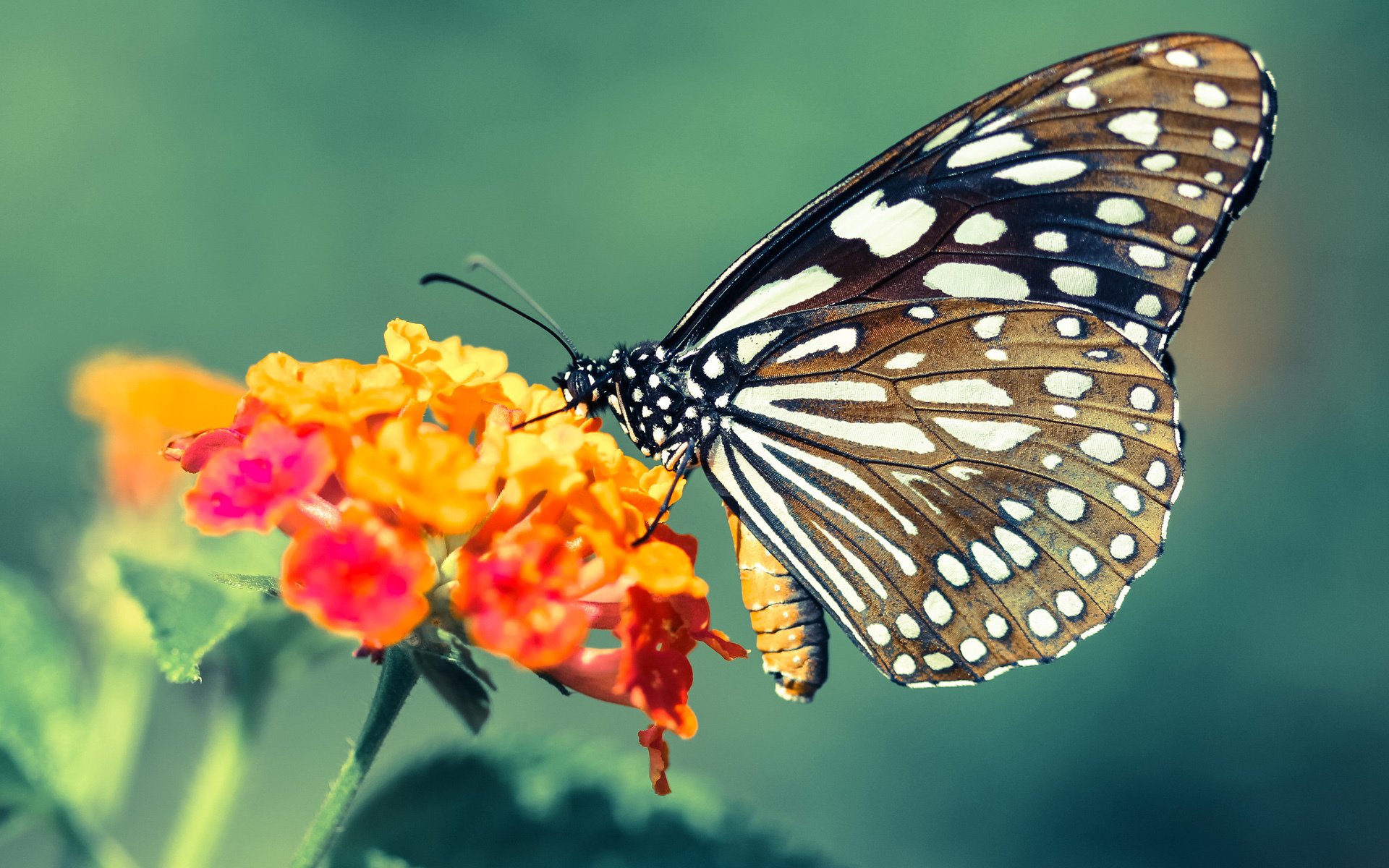 从凡人到救世主，当欧冠之夜被一个替补的名字点亮